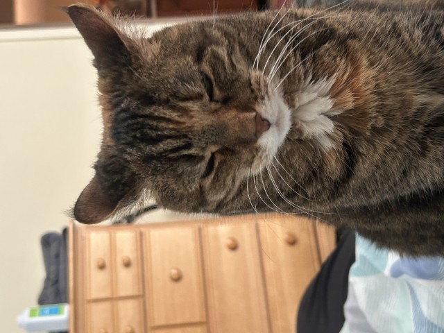 Tabby cat with ears pinned backwards with a very dramatic stank face.